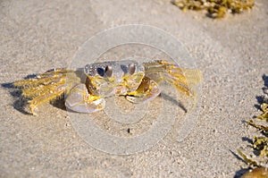 Atlantic ghost crab - Ocypode quadrata sand crab - sitting on beach sand on a bright sunny day in Cocoa Beach, Florida