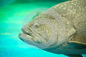 Atlantic goliath grouper