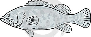 Atlantic Goliath Grouper Fish Gulf of Mexico Cartoon Drawing