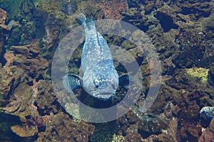 Atlantic goliath grouper or itajara Epinephelus itajara, also known as the jewfish near rocky bottom