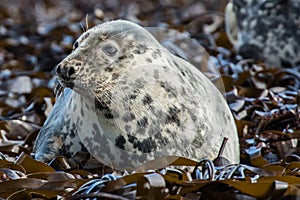 Atlantic Grey Seal