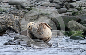 Atlantic Grey Seal basking in Farne Islands