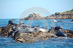 Atlantic grey seal group