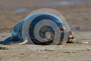 Atlantic Grey Seal Halichoerus grypus
