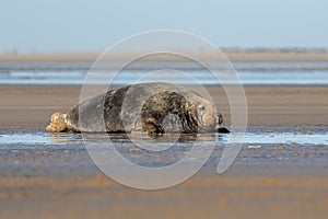 Atlantic Grey Seal, Halichoerus grypus