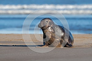 Atlantic Grey Seal, Halichoerus grypus