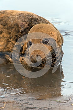 Atlantic Grey Seal (halichoerus grypus)