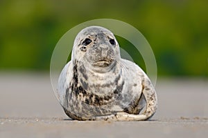 Atlantic Grey Seal, Halichoerus grypus, detail portrait, at the beach of Helgoland, Germany