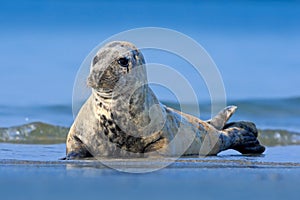 Atlantic Grey Seal, Halichoerus grypus, detail portrait, at the beach of Helgoland, Germany photo