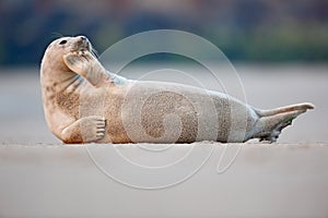 Atlantic Grey Seal, Halichoerus grypus, detail portrait, at the sand beach, cute animal in the nature coast habitat, France photo