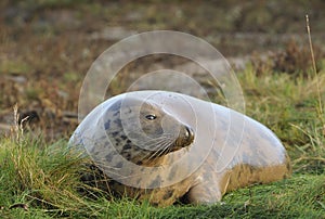 Atlantic Grey Seal