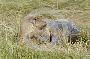 Atlantic Grey Seal