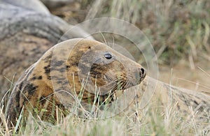 Atlantic Grey Seal