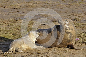 Atlantic Grey Seal