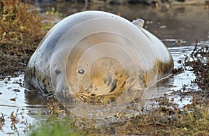 Atlantic Grey Seal