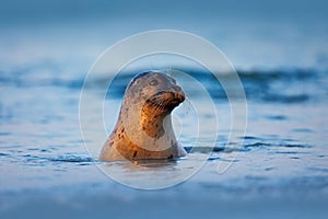 Atlantic Grey Seal, Halichoerus grypus, portrait in the dark blue water wit morning sun, animal swimming in the ocean waves, Helgo