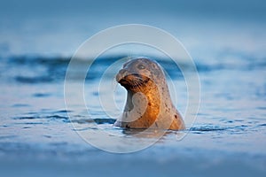 Atlantic Grey Seal, Halichoerus grypus, portrait in the dark blue water wit morning sun, animal swimming in the ocean waves, Helgo photo