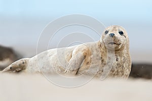 Atlantic Grey Seal (Halichoerus Grypus)