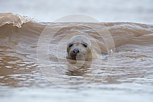 Atlantico grigio foche ()  