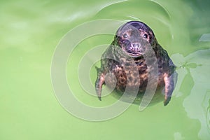 Atlantic Grey Seal - Halichoerus grypus swimming at the water surface in terarium. Funny seal looking up and resting in the salt