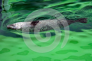 Atlantic Grey Seal - Halichoerus grypus swimming at the water surface in terarium. Funny seal looking up and resting in the salt