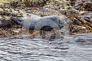 Atlantic Grey Seal looking