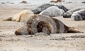 Atlantic Grey Seal portrait