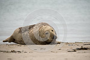 Atlantic Grey Seal portrait