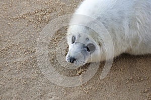 Atlantic Grey Seal pup