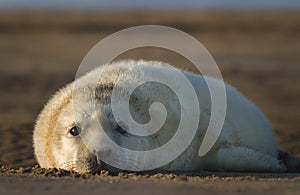 Atlantic Grey Seal Pup