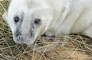 Atlantic Grey Seal Pup