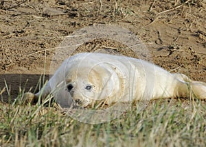 Atlantic Grey Seal Pup