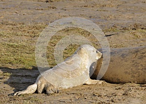 Atlantic Grey Seal Pup Feeding