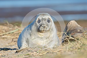 Atlantic Grey Seal Pup Halichoerus grypus