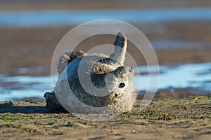 Atlantic Grey Seal Pup Halichoerus grypus