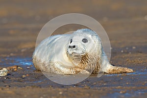 Atlantic Grey Seal Pup Halichoerus grypus