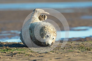 Atlantic Grey Seal Pup Halichoerus grypus