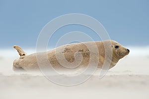 Atlantic Grey Seal Pup Halichoerus grypus