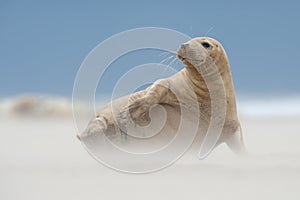 Atlantic Grey Seal Pup Halichoerus grypus