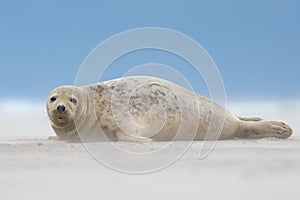 Atlantic Grey Seal Pup Halichoerus grypus