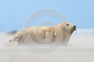 Atlantic Grey Seal Pup Halichoerus grypus