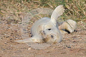 Atlantic Grey Seal Pup, Halichoerus grypus