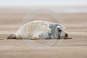 Atlantic Grey Seal Pup, Halichoerus grypus