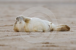 Atlantic Grey Seal Pup, Halichoerus grypus