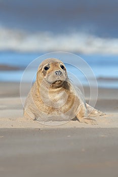 Atlantic Grey Seal Pup, Halichoerus grypus