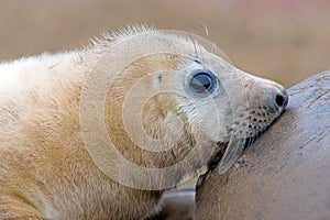 Atlantic Grey Seal Pup (halichoerus grypus)