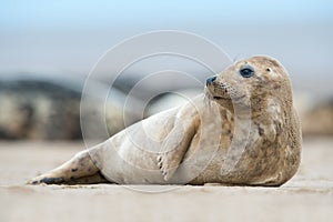 Atlantic Grey Seal Pup (Halichoerus Grypus)