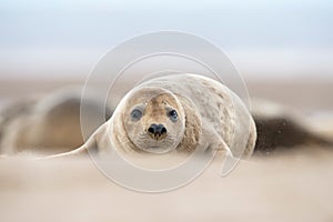 Atlantic Grey Seal Pup (Halichoerus Grypus)