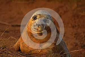Atlantic grey seal pup with mournful eyes