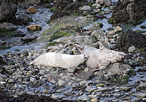 Atlantic grey  seal  and  pup  Pembrokshire coastal path